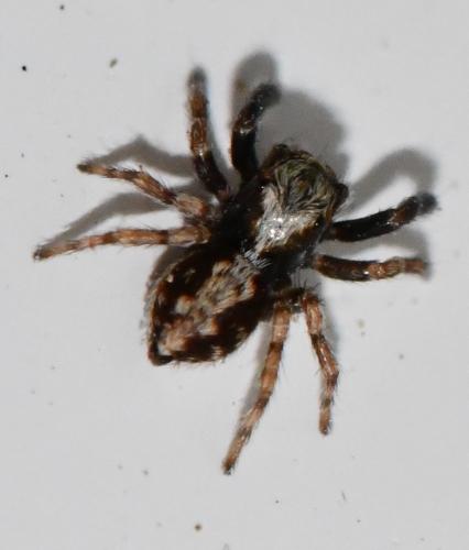 Réf. 278 150 : Pseudeuophrys lanigera